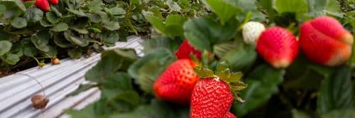 Passeio na plantação + cafeteria em Ibicoara – Chapada Diama