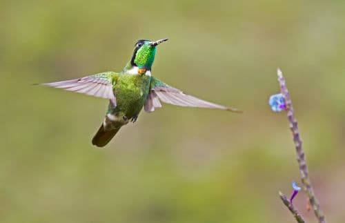 Observação de aves